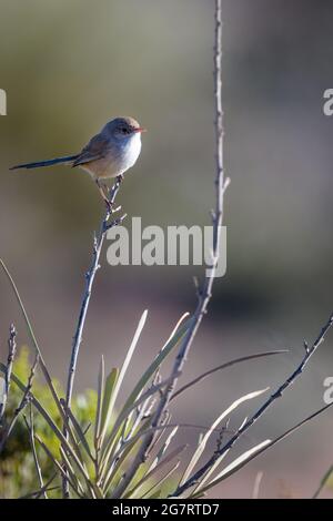 A single female white-winged fairy wren, perched high on a stem at Osprey Bay on the Ningaloo Coastline of Western Australia. Stock Photo