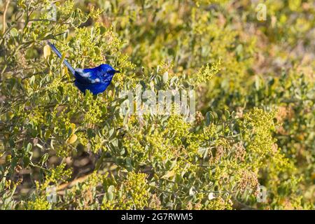 The lone, white-winged fairywren in breeding plumage is perched high on a shrub at Osprey Bay on the Ningaloo Coastline of Western Australia. Stock Photo