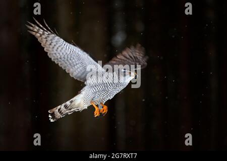 Goshawk flight, Germany. Northern Goshawk landing on spruce tree during winter with snow. Wildlife scene from winter nature. Bird of prey in the fores Stock Photo