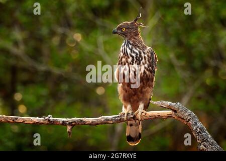 Changeable hawk-eagle, Nisaetus cirrhatus, bird of prey perched on branch in Wilpattu national park, Sri Lanka.