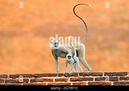 Langur in town. Mother and young running on the wall. Wildlife of Sri Lanka. Common Langur, Semnopithecus entellus, monkey on the orange brick buildin Stock Photo