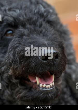 Close up of the head of a cute black Labradoodle dog with it's mount open and panting Stock Photo