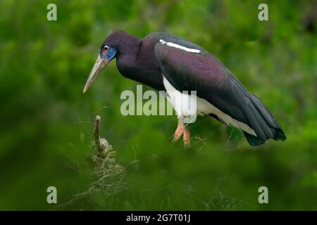 Abdim's white-bellied stork, Ciconia abdimii, walking in the grass, Okavango delta, Moremi, Botswana. River with bird in Africa. Stork in nature march Stock Photo