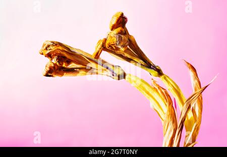 Yellow dried iris flowers on pink background Stock Photo