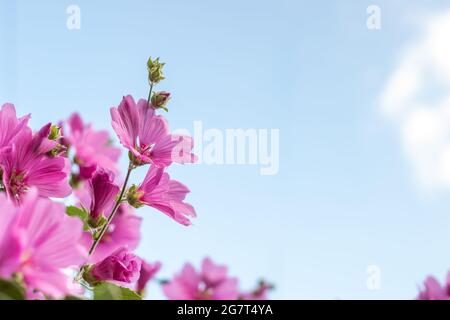 Lavatera clementii Rosea tree mallow or hollyhock flowers against blue sky background copy space for text. Bright pink alcea rosea flower. Stock Photo