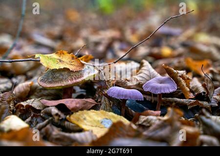 Satan's bolete or rubroboletus satanas mushroom growing next to a couple of amethyst deceiver or laccaria amethystina in an autumn forest Stock Photo