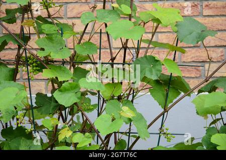 Vitis vinifera, young green common grape vine leaves, grapevine plant in the garden Stock Photo