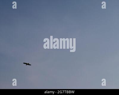 Sky background with eagle flying on left down frame. Stock Photo