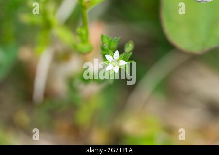 Thyme Leaved Sandwort Flowers in Bloom Stock Photo