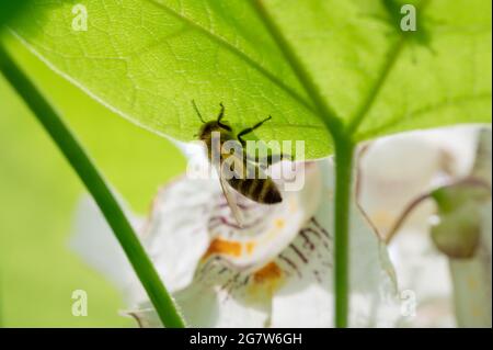 Honey Bee on Back of Green Leaf Stock Photo