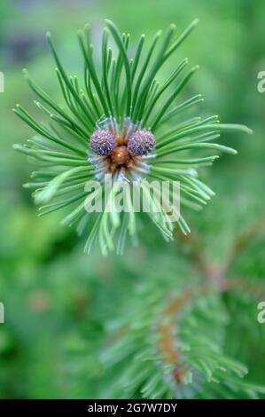 Pine branch with large needles and small growing cones looks like the muzzle of some kind of animal. Macro.  Stock Photo