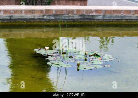 Beautiful water lilies (Nymphaeaceae) with green leaves on the surface of the water in the pond with white flowers, in Madrid. Spain. Stock Photo