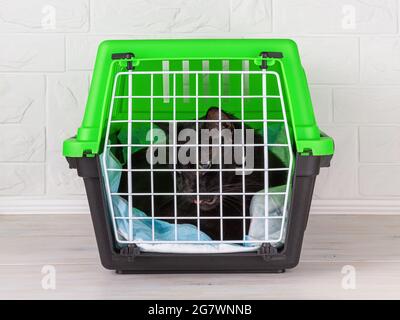 Pet carrier with cat closed inside on a white wooden floor. The black domestic cat is still under anesthesia after a visit to the veterinary clinic. Stock Photo
