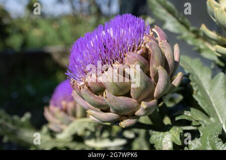 The globe artichoke (Cynara cardunculus var. scolymus), also known by the names French artichoke and green artichoke in the U.S.,  is a variety of a s Stock Photo
