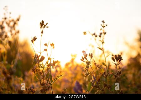 sunrise over the field, view of grass in soft warm colors at summer dawn, early warm morning. Stock Photo