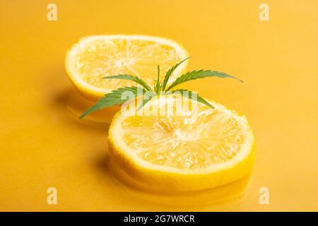 lemon hemp, medical marijuana with citrus flavor and aroma, lemon wedges with marijuana bud on yellow background. Stock Photo
