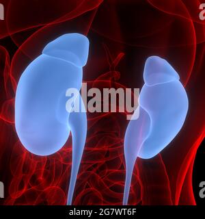 Kidneys - Male anatomy of human organs - x-ray view Stock Photo - Alamy