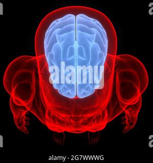 Brain is a Part of Human Body Central Nervous System Anatomy. 3D Stock Photo