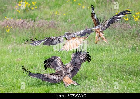 Red Kites (Milvus milvus), swooping down to gather food on the grass at The Gigrin Farm Red Kite Feeding Centre in Wales, UK. Stock Photo