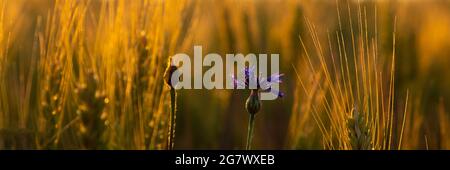 golden spikelets of wheat with a lonely cornflower flower in the warm rays of the morning sun. Stock Photo