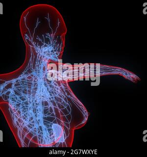 Lymph Nodes is a Part of Human Internal System Anatomy. 3D Stock Photo