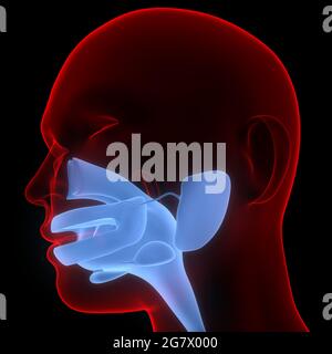 Human Digestive System Mouth Anatomy. 3D Stock Photo