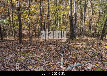 A forest full of autumn colors as the foliage changes for the season with fallen leaves and a log on the ground on a sunny day in fall Stock Photo