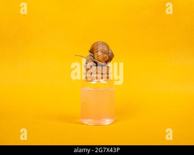 cosmetic bottle and snail on yellow background. Stock Photo