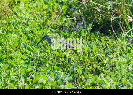 Striated heron (Butorides striata)  in Esteros del Ibera, Argentina Stock Photo