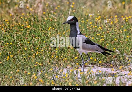 blacksmith lapwing, Etosha National Park, Namibia Stock Photo