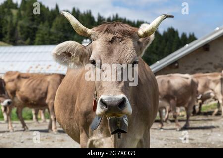 brown cow with horns on a swiss farm Stock Photo