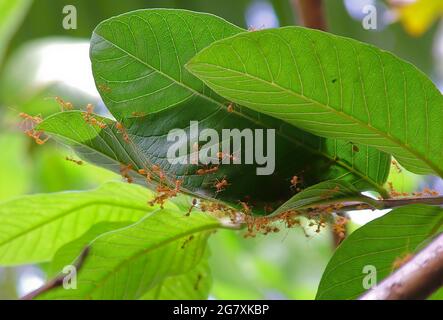 Ants : closeup view of ants construction of nest by greenish leaves. Green house. Cool home. Brisk laborers building natural house in a tree. Stock Photo