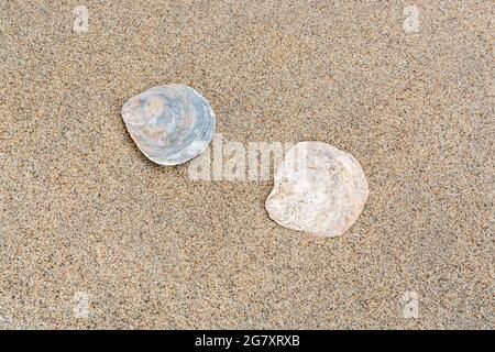 Bivalve mollusc shells on beach in Cornwall. Possibly Native Oyster / Ostrea edulis, also known as Flat Oyster & European Oyster. Appx. 10 x 8.5cm Stock Photo