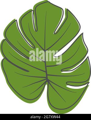 green monstera tropical leaf isolated on white background, vector illustration Stock Vector