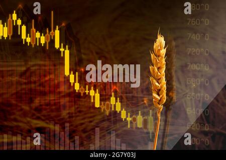 Price level decrease of agricultural grains shown by chart, graph and close up photo of wheat, on wheat field brown background. Stock Photo
