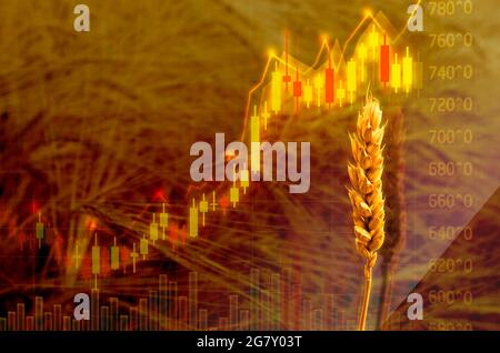 Price level increase of agricultural grains shown by chart, graph and close up photo of wheat, on wheat field brown background. Stock Photo