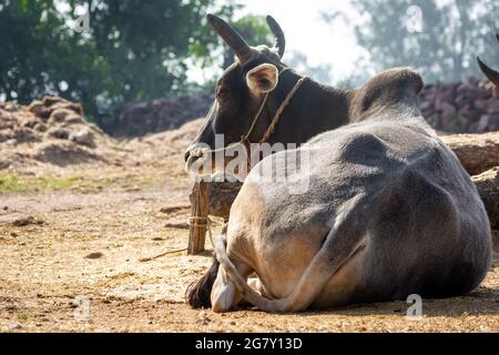 Indian ox on a farm. Indian cattle farm Stock Photo