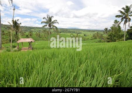 Small hut in the middle of the rice field terraces of Jatiluwih in Bali Stock Photo