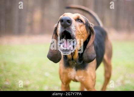 when and why do coonhounds start howling