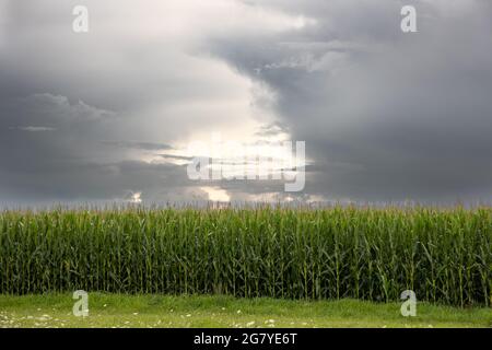 mais field with cloudy sky Stock Photo