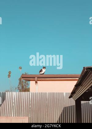 black and white cat sitting on a roof Stock Photo