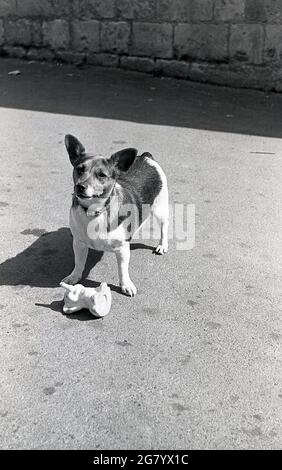 1960s, historical, outside in a courtyard, a cardigan welsh corgi dog with a rubber elephant toy on the ground infront of him, looking up as if asking his owner to throw it, so he can play, Cheltenham, England, UK. Low-set dogs, with short legs and a deep chest, they were orginally bred to herd cattle, sheep and horses. Playful, smart and affectionate dogs, they thrive on mental stimulation and physical activity. Stock Photo
