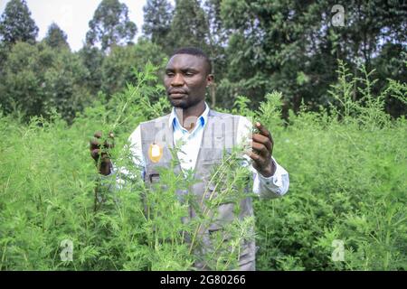 Goma, Drc. 16th July, 2021. Patient Kaloma, a medical researcher and nicknamed by local residents 'Doctor Artemisia', checks his Artemisia annua plants in the commune of Mutaho, north of the city of Goma, northeastern Democratic Republic of the Congo (DRC), on July 5, 2021. The plant, called Artemisia annua or sweet wormwood plant, is a key element of the cure for malaria, a nightmare that haunts numerous African countries, especially Kaloma's hometown. Credit: Zanem/Xinhua/Alamy Live News Stock Photo