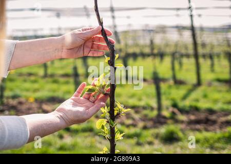 Farmer control apple tree sapling in fruit orchard at springtime. Agricultural activity in organic farm Stock Photo