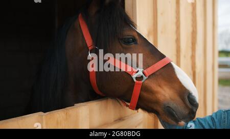 A dark brown horse with a black mane looking out from the widow of the stall. Close-up view of a horse head with a bridle strap. View from the horse stable. Pet horses. Stock Photo
