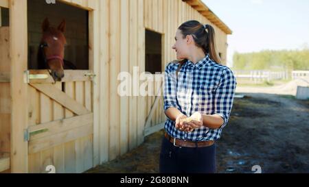 Horsewoman with horse feeds in her hands posing for the camera. Horse stable with stalls in the background. A dark brown horse looking out from the window of its stall. Horse stable daytime shot. Stock Photo