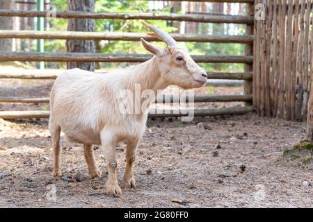 A beige goat with horns stands sideways, looking at camera. African pygmy miniature Cameroon goat. Care of pets on the farm. Animals in Petting Zoo Stock Photo