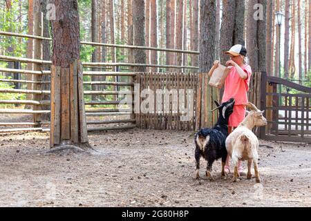 A 10-11 year old child feeds two goats from a paper bag at a zoo or farm. Animals in the petting zoo. African pygmy miniature Cameroon goat. Caring Stock Photo