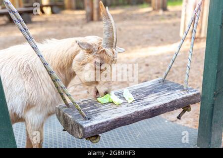 A beige goat with horns standing, eating cabbage. African pygmy miniature Cameroon goat. Taking care of pets on the farm. Feeding animals at the Stock Photo