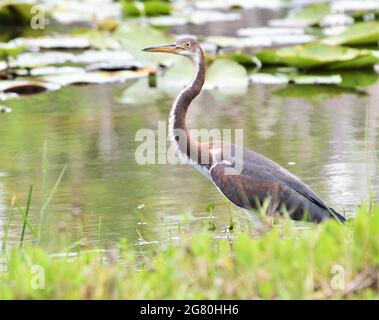 A beautiful Tri Colored heron walking through a wetland area. Stock Photo